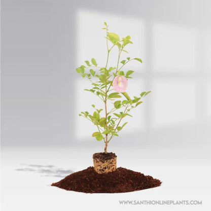Clitoria Ternatea Plant- Baby Purple Plant