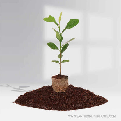 Pala Pandlu Khirni fruit plant – Manilkara hexandra – Santhi Online Plants