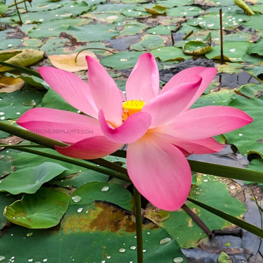 Excellant 3 Pink Lotus Tuber – Nelumbo nucifera