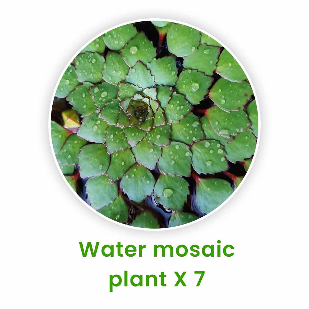 Aquatic Plants Set – 20