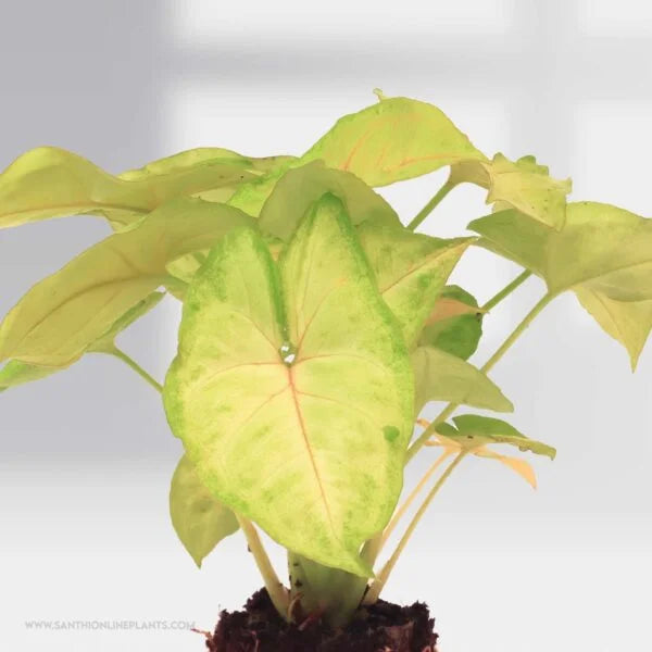 Syngonium Podophyllum : Classic Golden Allusion plant