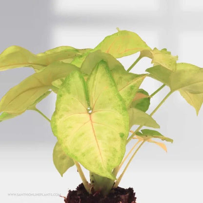 Syngonium Podophyllum : Classic Golden Allusion plant