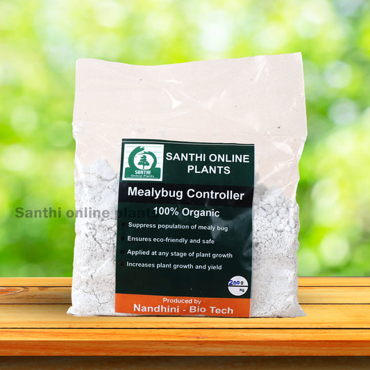 The best insecticide for mealybugs – Mealybug controller