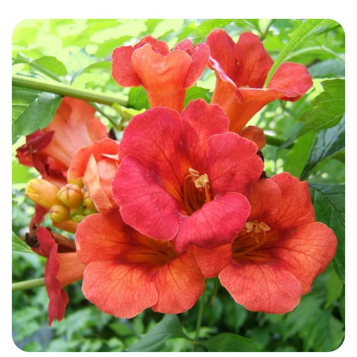 Orange trumpet vine