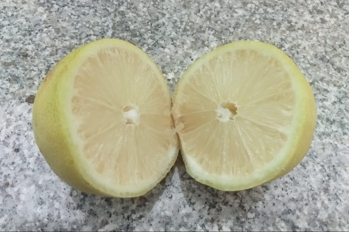 Seedless lemon plant