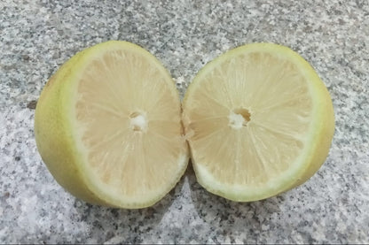 Seedless lemon plant
