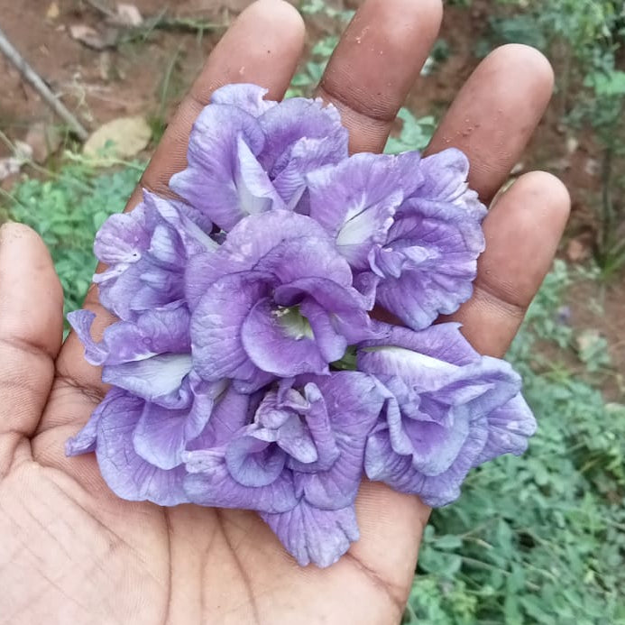 Clitoria thailand purple flower plant