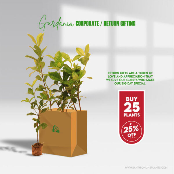 A strong fragrance gardenia jasminoides plants for gifting purpose