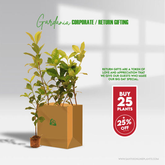 A strong fragrance gardenia jasminoides plants for gifting purpose