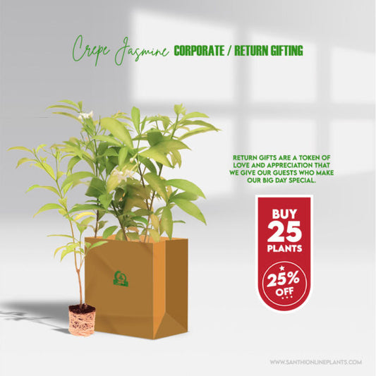Crepe Jasmine Plants Corporate Gifts