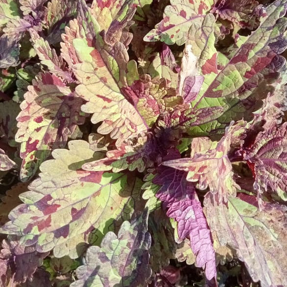 Coleus green with red mosaic plant