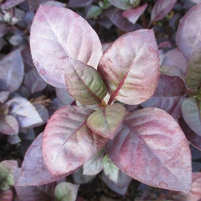 Alternanthera dentata (Purple knight) plant