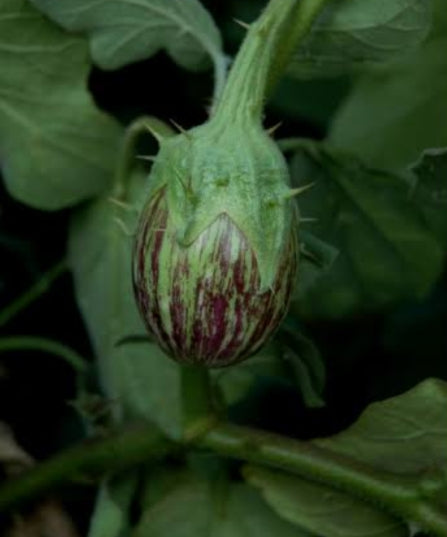 Mull kaththiri seeds