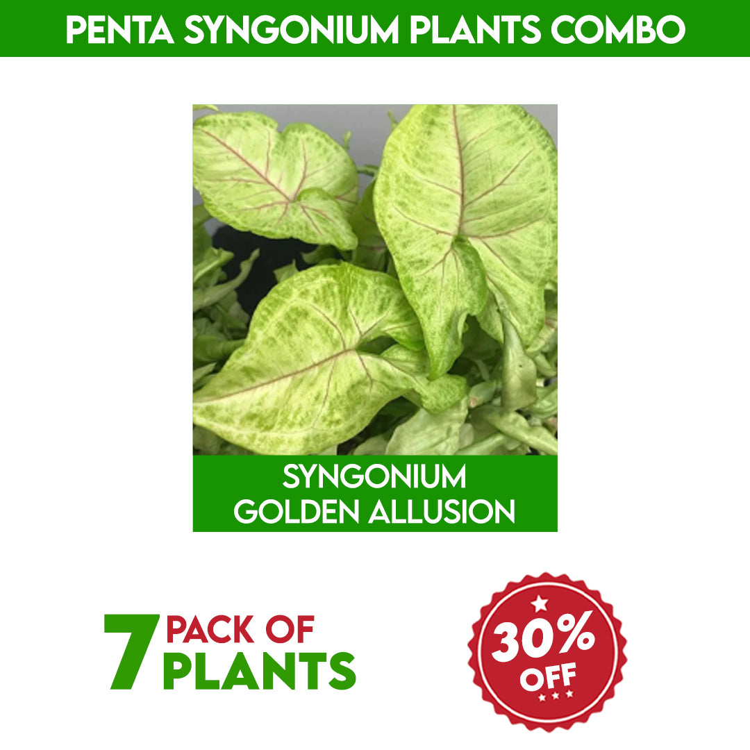 Penta syngonium plants combo