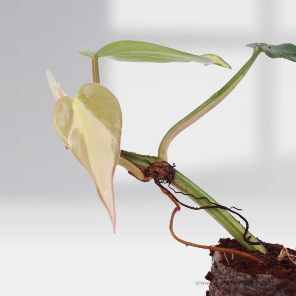 philodendron brasil online india Philodendron Brasil – Santhi Online Plants
