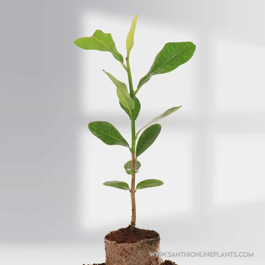 Pala Pandlu Fruit – Santhi Online Plants