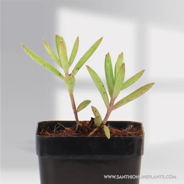 Kalanchoe Delagoensis ‘Chandelier’