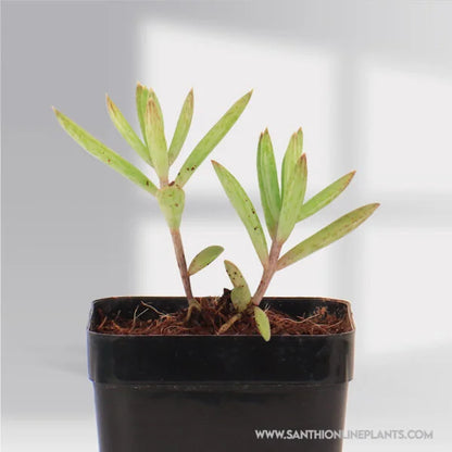 Kalanchoe Delagoensis ‘Chandelier’