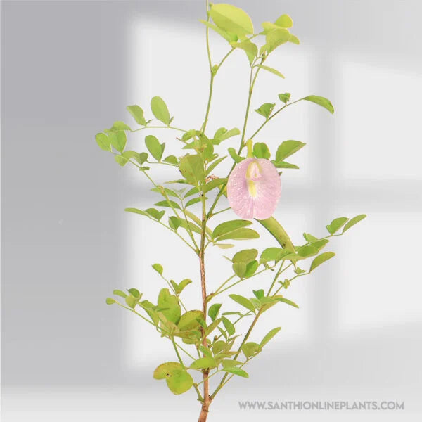 Clitoria Ternatea Plant- Baby Purple Plant