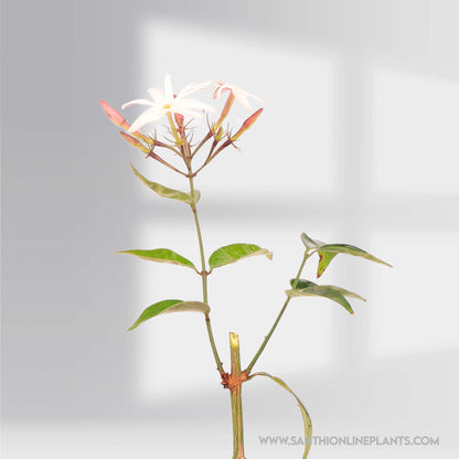 Jasminum nitidum : Beautiful Fragrance Kagattan Plant (star jasmine scented)