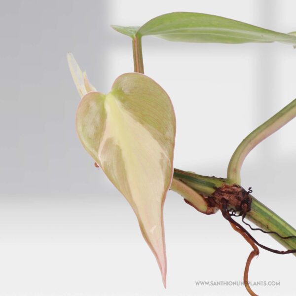 Philodendron Brasil