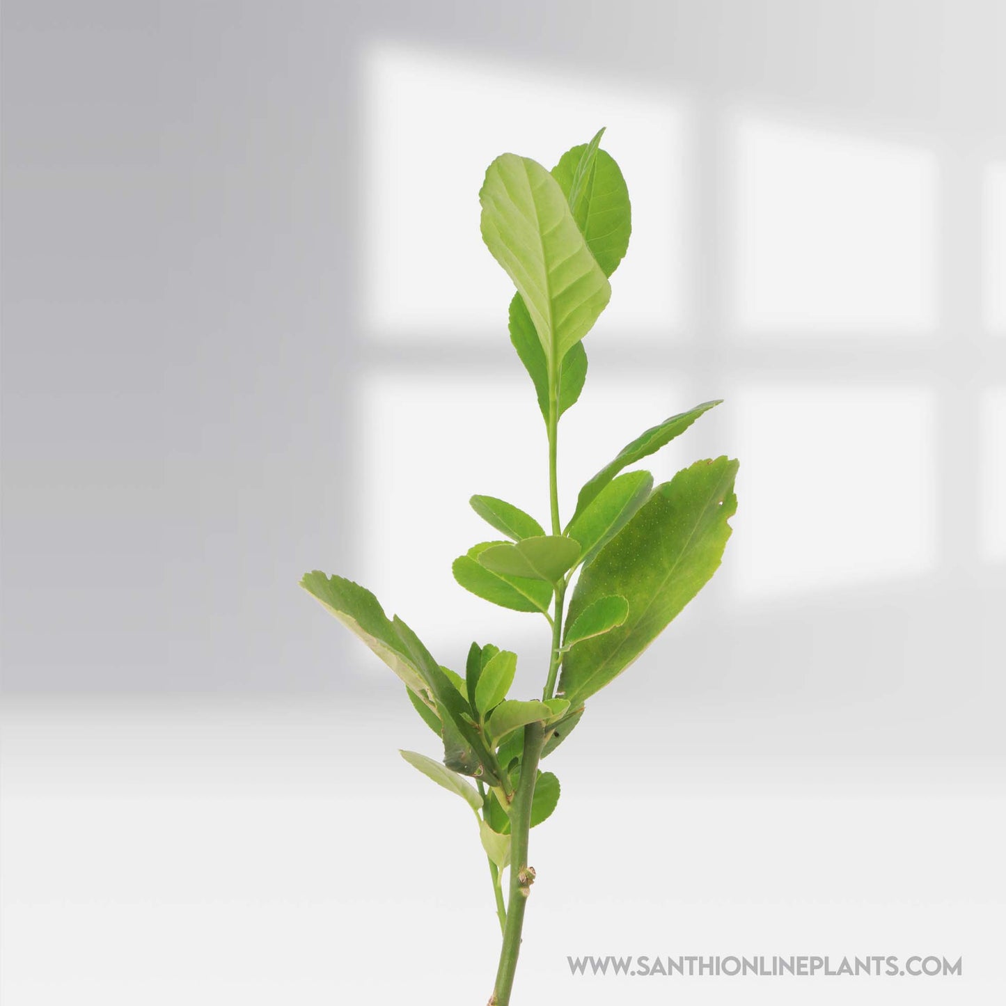 Tissue Culture lemon Plant