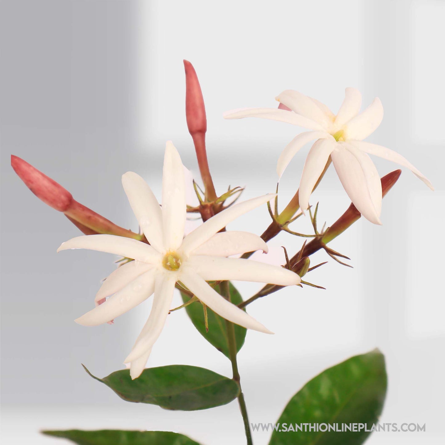 Jasminum nitidum : Beautiful Fragrance Kagattan Plant (star jasmine scented)