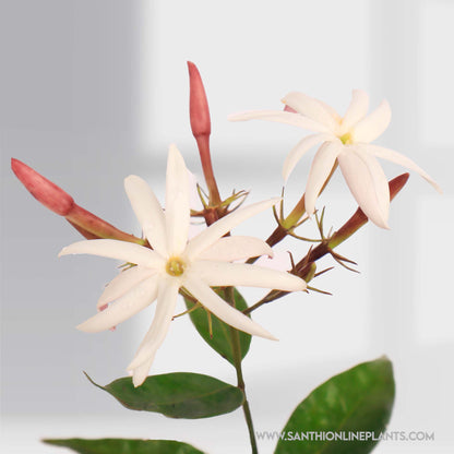 Jasminum nitidum : Beautiful Fragrance Kagattan Plant (star jasmine scented)