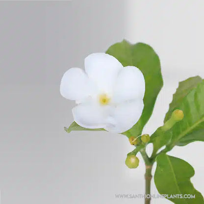 Crape Jasmine Circle