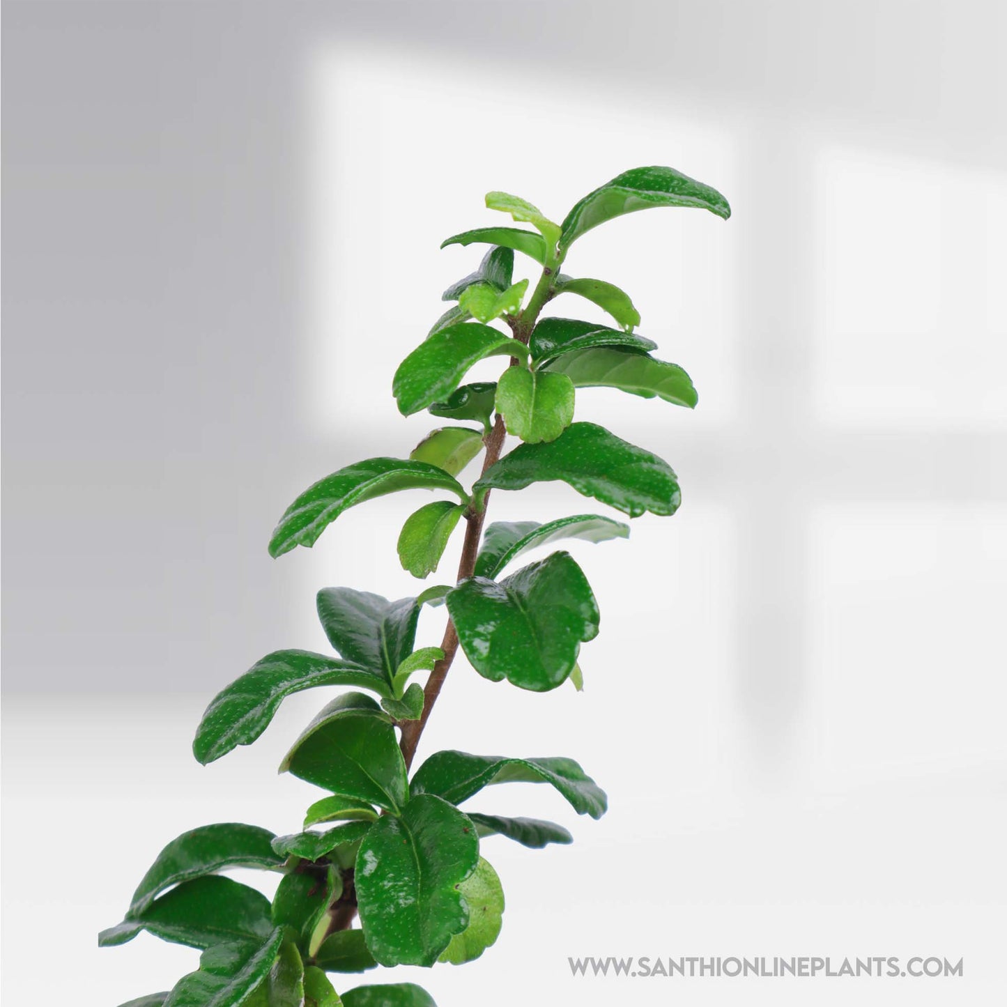 Carmona Microphylla -Fukien Tea Croton