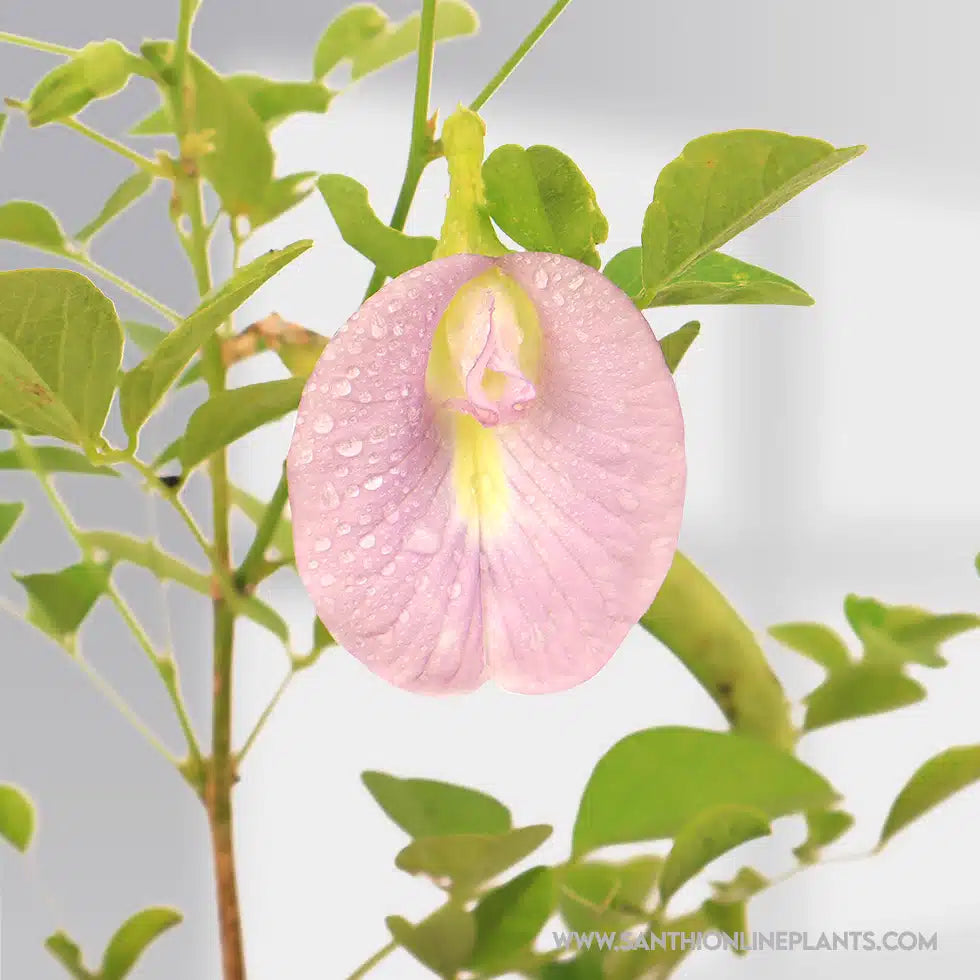 Sangu Poo Baby Purple Flower Seeds – Santhi Online Plants