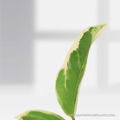 Variegated Water Apple
