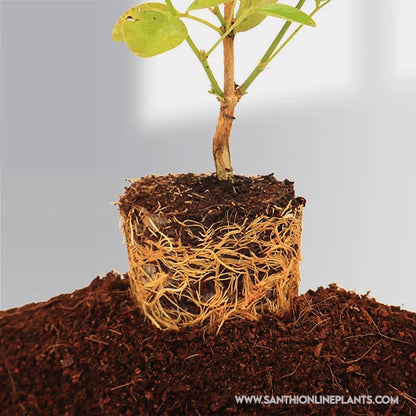 Clitoria Ternatea Plant- Baby Purple Plant