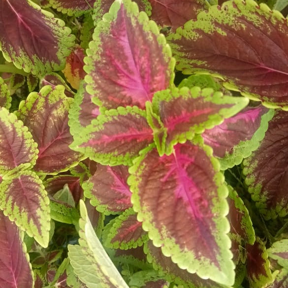 Coleus 'rainbow' plant