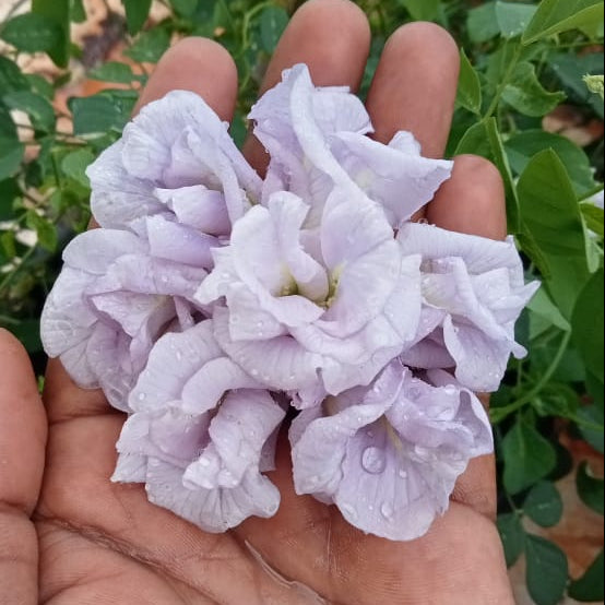 Clitoria lavender multi petal flower plant