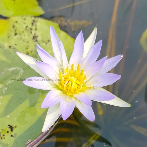 Water lily purple-plant 3 Qty