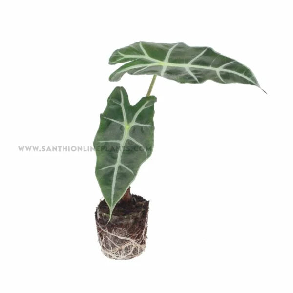 Alocasia amazonica