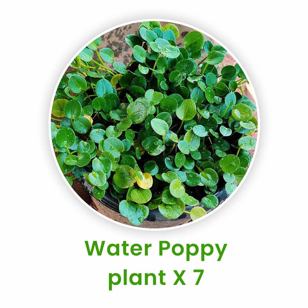 Aquatic Plants Set – 20