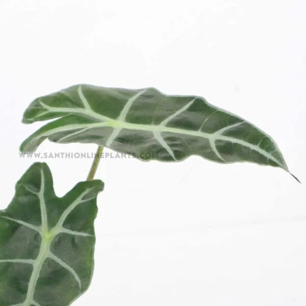 Alocasia amazonica