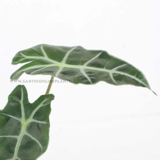 Alocasia amazonica