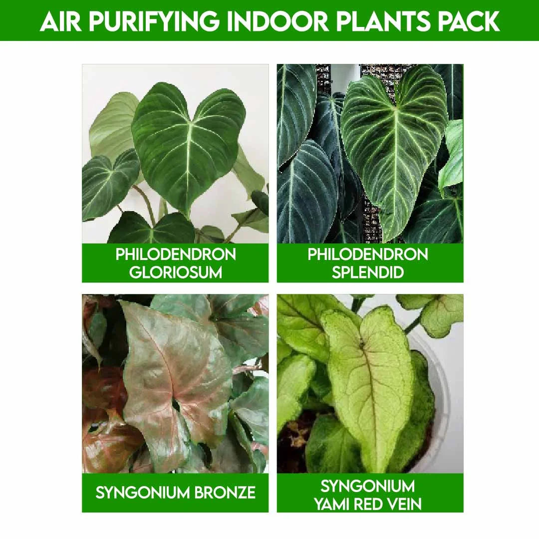 Air Purifying Indoor Plants : Pack of plant babies filling your space with love.
