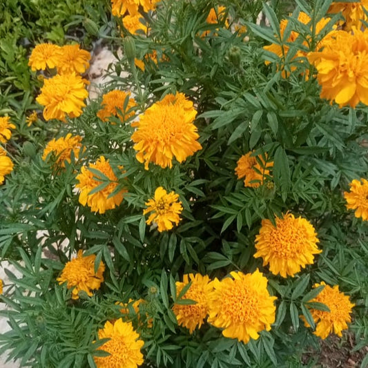 Bright yellow Spun marigold seeds