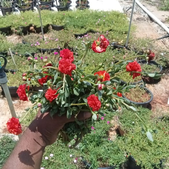 Purslane Red Tiger Stripes plant