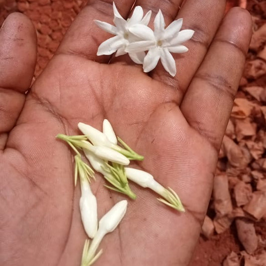 Mangalore jasmine - Mangalore malli