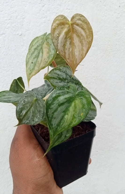 Philodendron brandtianum