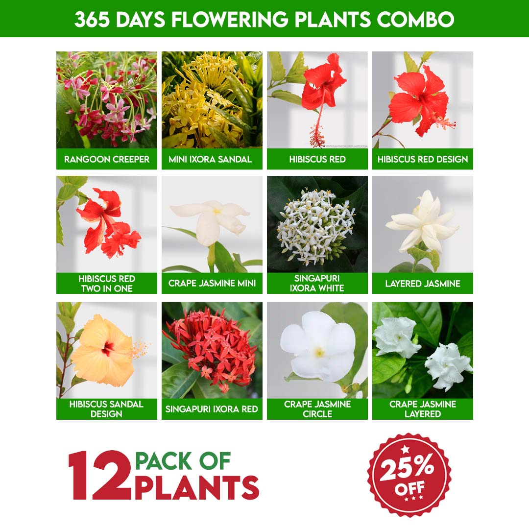 365 days Flowering plants combo