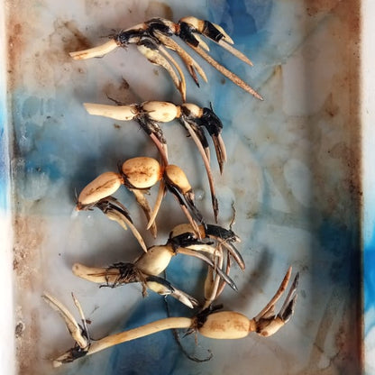 Bowl lotus 'Mirnalini ' tuber (Pack of 1 tuber)