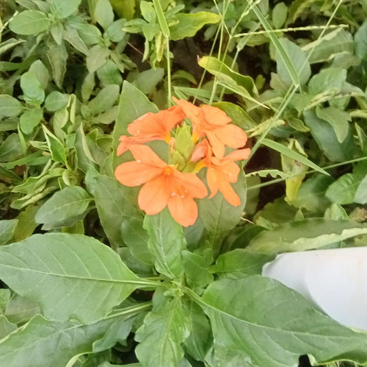 Orange crossandra - Abhirami kanagambaram plant