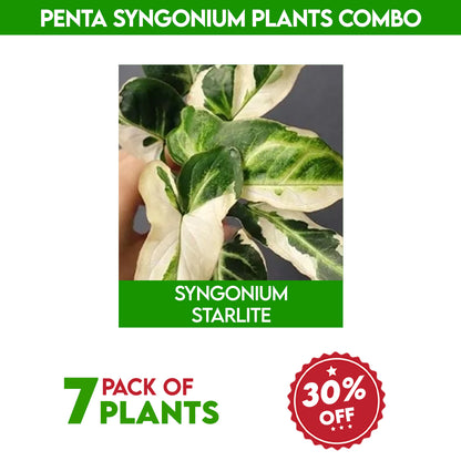 Penta syngonium plants combo