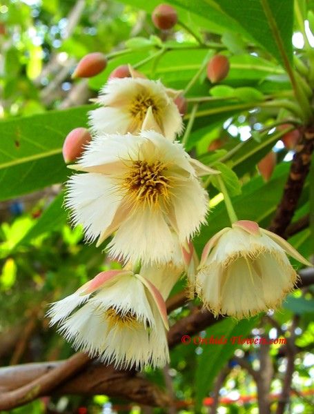 Divine Powerful Elaeocarpus ganitrus – Panchmukhi Rudraksha tree ...